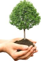 K & S Tree Care, Inc. image 3